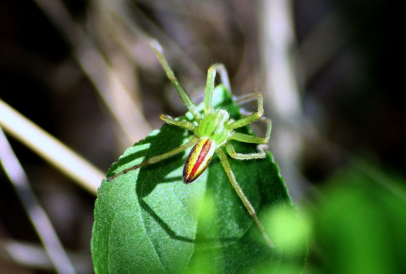 Micrommata virescens